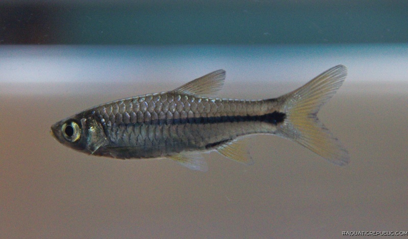 Rasbora paviana