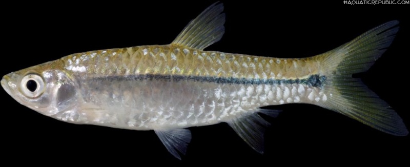 Rasbora paviana