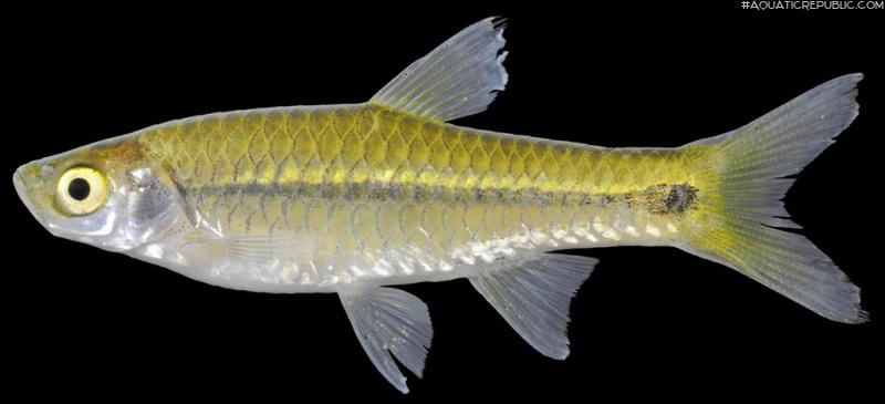 Rasbora paviana