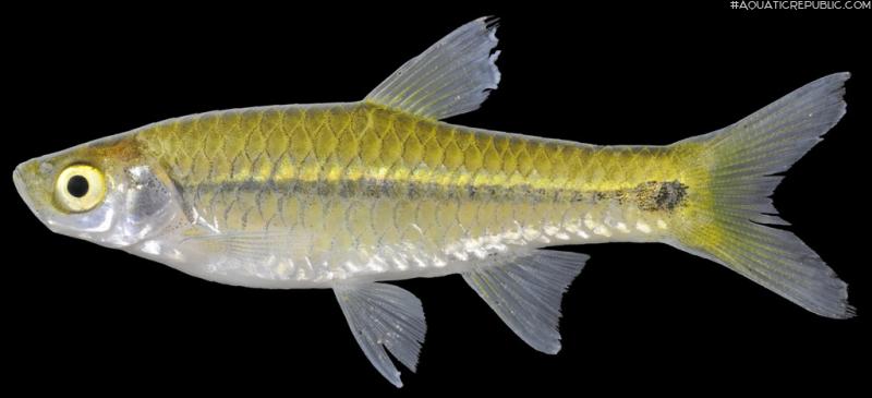 Rasbora paviana