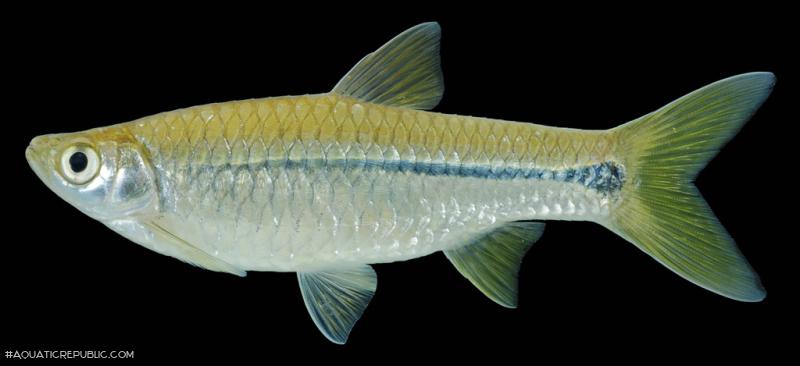 Rasbora paviana