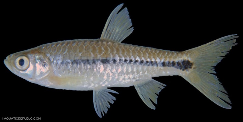 Rasbora paviana