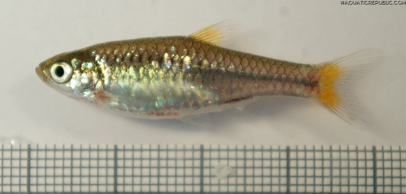 Rasbora rubrodorsalis