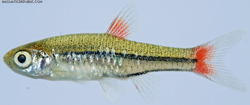 Rasbora rubrodorsalis