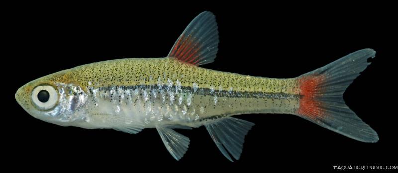 Rasbora rubrodorsalis