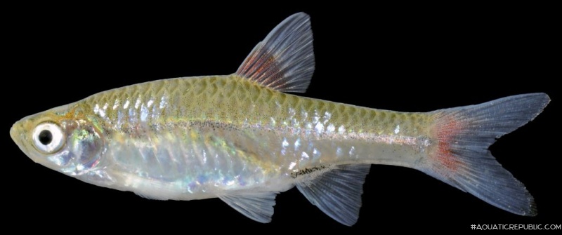 Rasbora rubrodorsalis