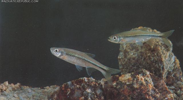 Rasbora steineri