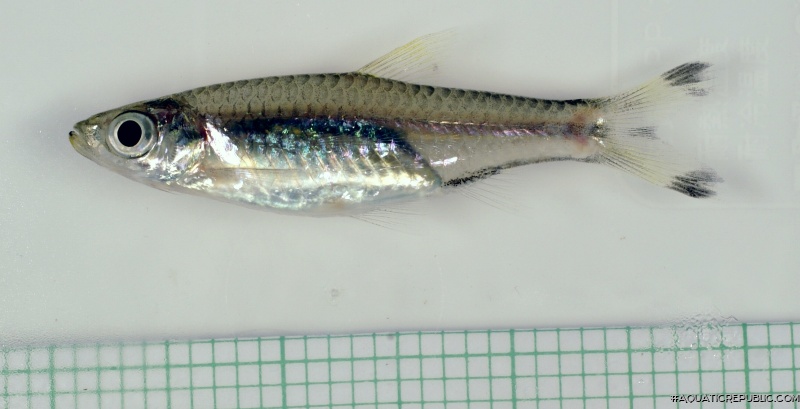 Rasbora trilineata