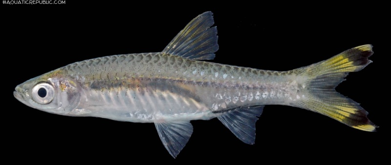 Rasbora trilineata