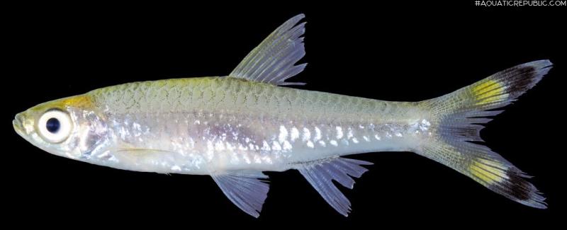 Rasbora trilineata