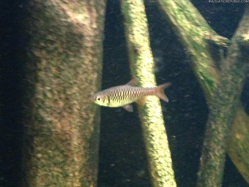 Rasbora vulcanus