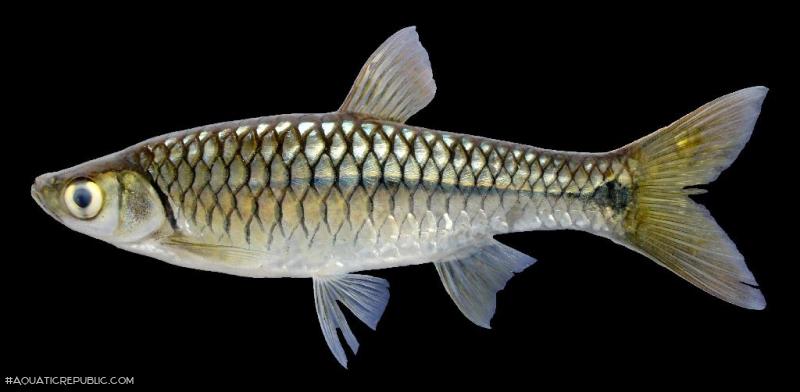 Rasbora vulgaris