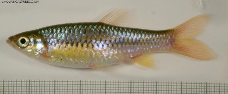 Rasbora wilpita