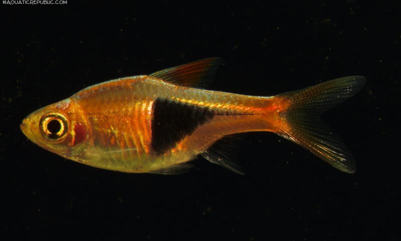 Trigonostigma heteromorpha