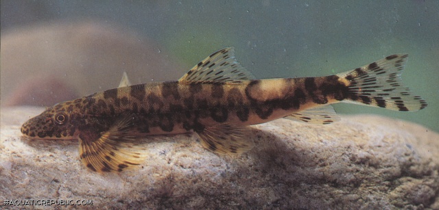 Vanmanenia hainanensis