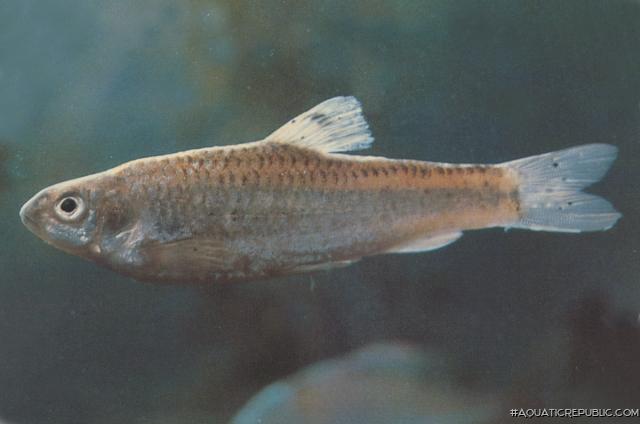 Gnathopogon taeniellus