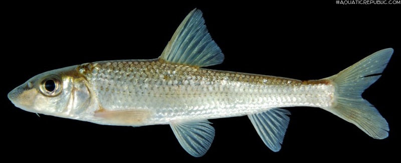 Hemibarbus maculatus