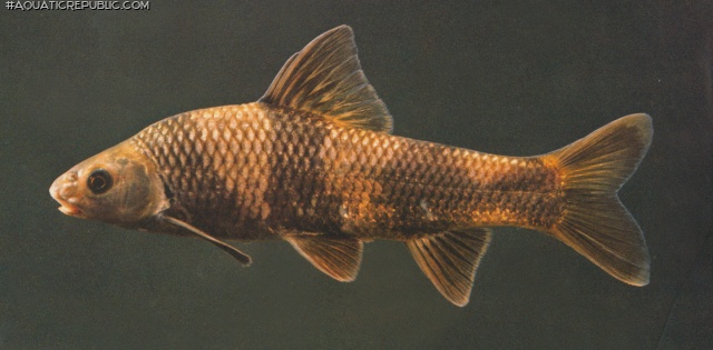 Sarcocheilichthys sinensis