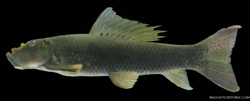 Gyrinocheilus aymonieri