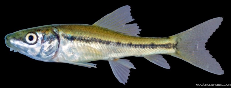 Gyrinocheilus aymonieri