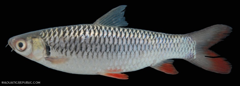 Leptobarbus hoevenii