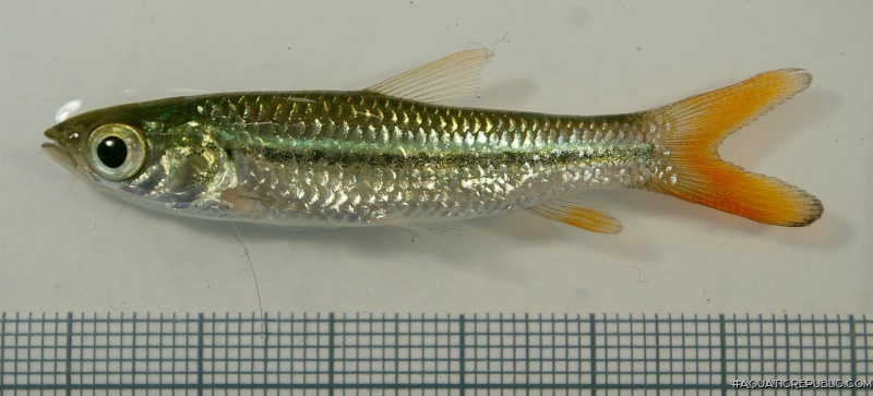 Leptobarbus rubripinna