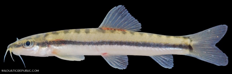 Nemacheilus longistriatus