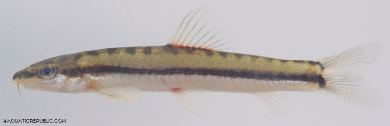 Nemacheilus longistriatus