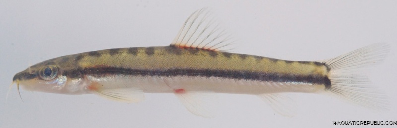 Nemacheilus longistriatus