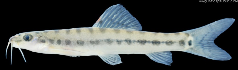 Nemacheilus pallidus