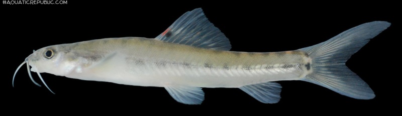 Nemacheilus pallidus