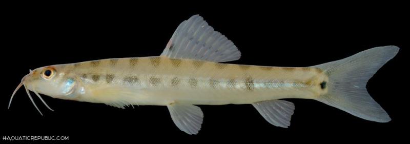 Nemacheilus pallidus