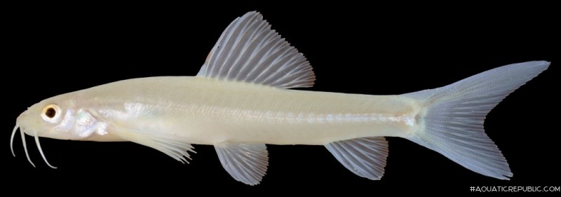 Nemacheilus pallidus