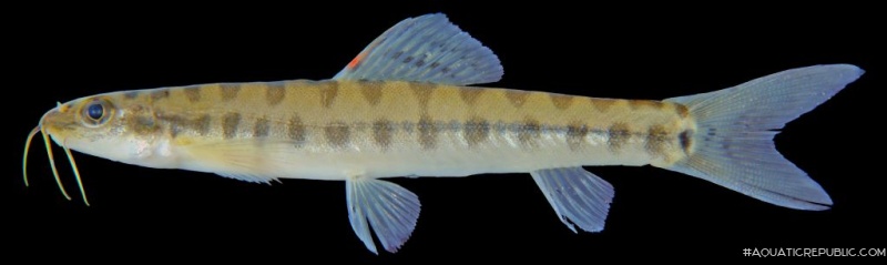 Nemacheilus pallidus