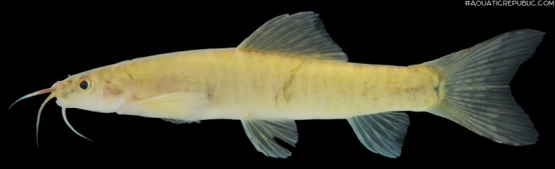 Nemacheilus platiceps