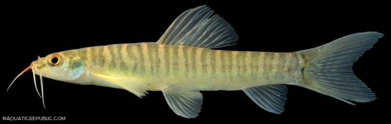 Nemacheilus platiceps