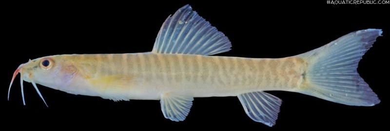 Nemacheilus platiceps