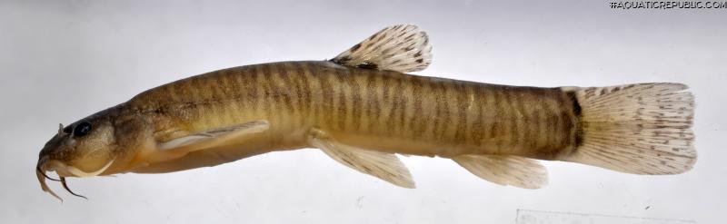 Rhyacoschistura maculosa
