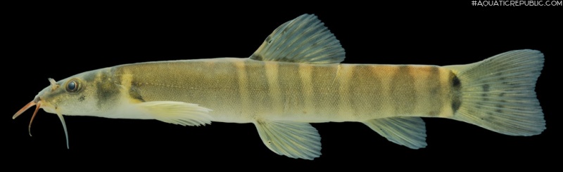 Schistura kohchangensis