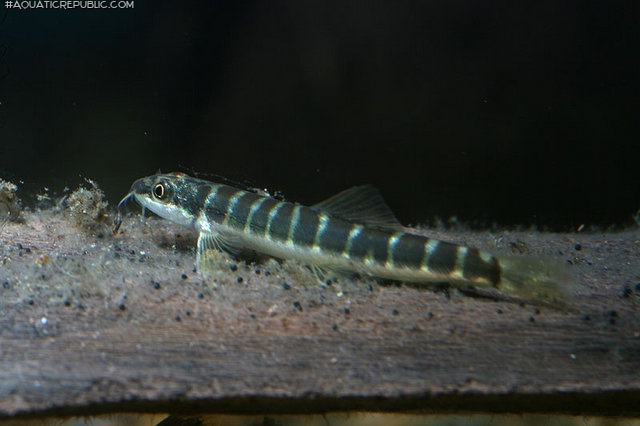 Schistura savona