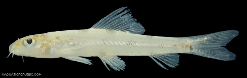 Tuberoschistura cambodgiensis