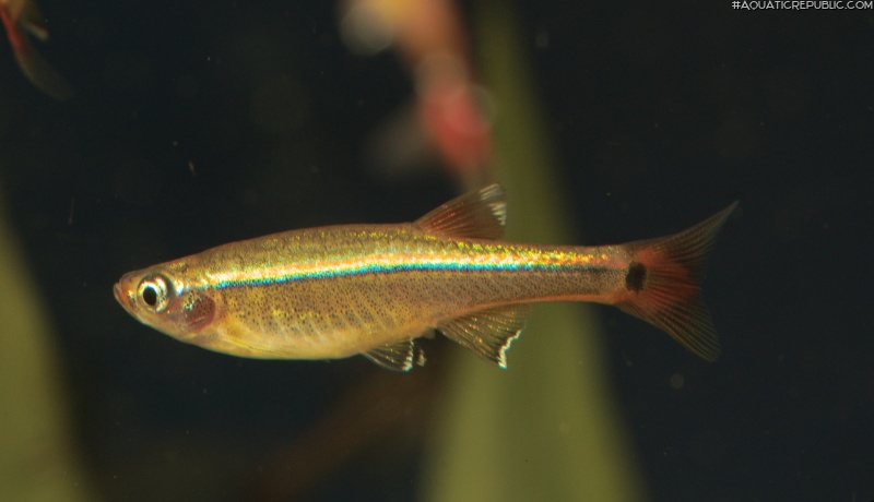 Tanichthys albonubes