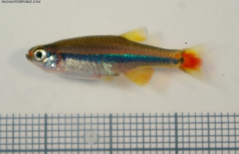 Tanichthys micagemmae