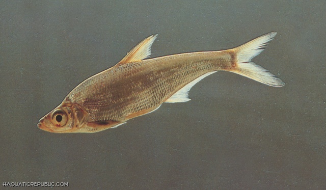 Chanodichthys dabryi