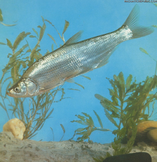 Chanodichthys erythropterus