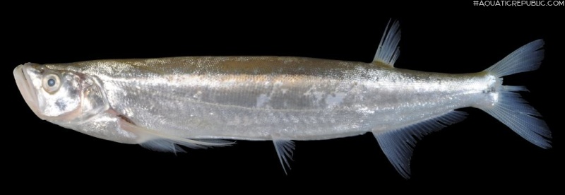 Macrochirichthys macrochirus
