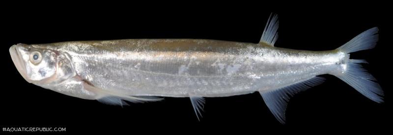 Macrochirichthys macrochirus