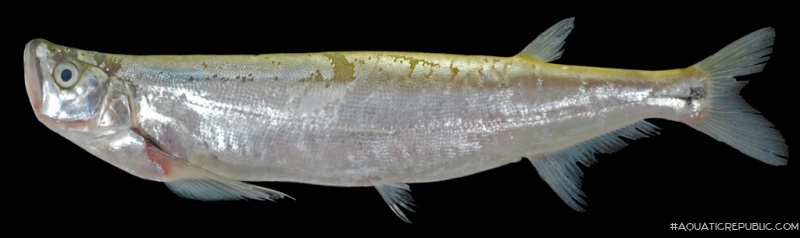 Macrochirichthys macrochirus