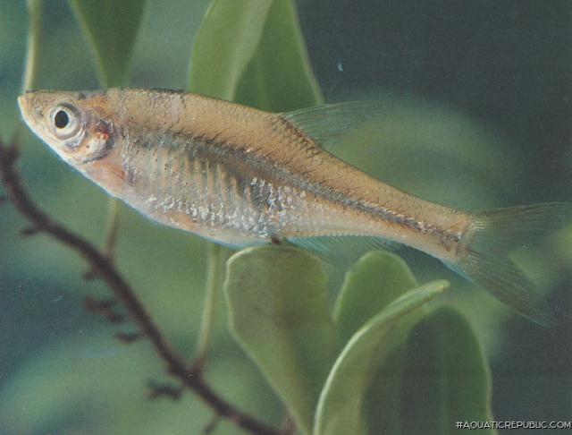 Metzia formosae