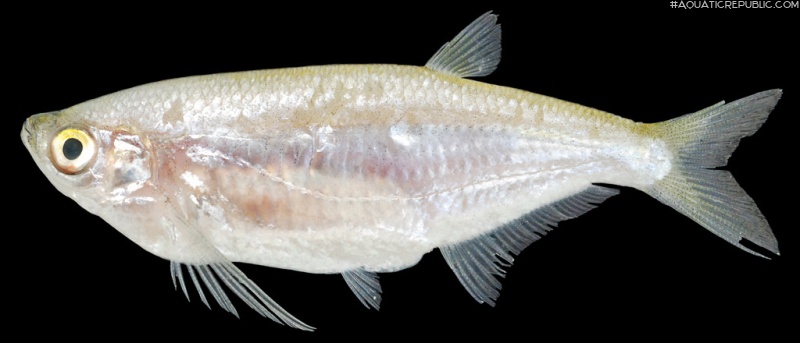 Parachela siamensis